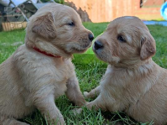 PoulaTo: Διατίθενται κουτάβια Golden retriever