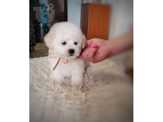 Bichon Frize κουτάβι προς πώληση