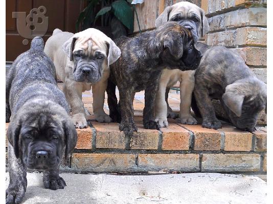 PoulaTo: Cane corso - Kάνε κόρσο