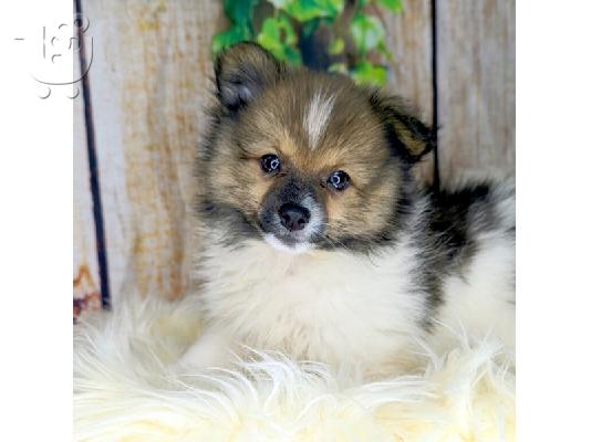 PoulaTo: Spitz mini tricolor