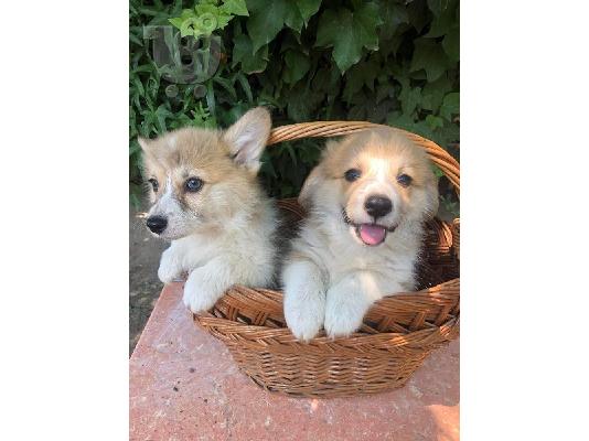 PoulaTo: Ουαλικό Corgi Pembroke κουτάβια
