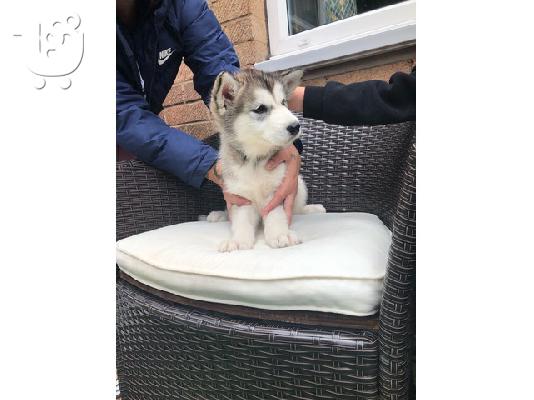 PoulaTo: Alaskan Malamute κουτάβια για υιοθεσία