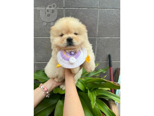 PoulaTo: Κουτάβι Chow Chow προς πώληση