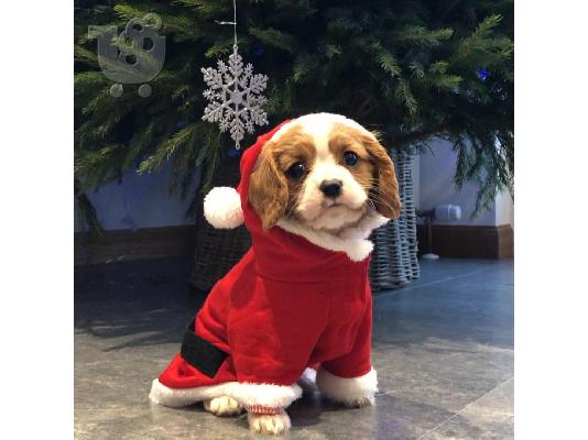 King of Cavaliers Charles κουτάβια.
