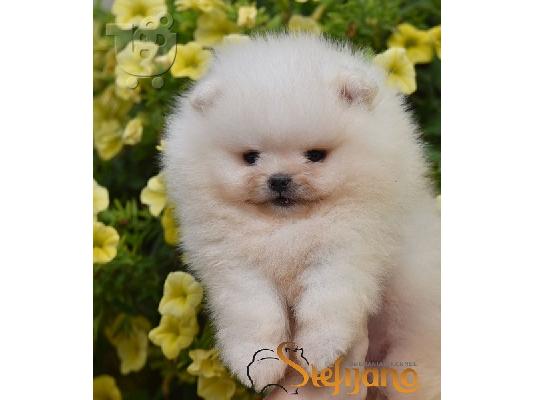 Κουτάβια Pomeranian Boo, όμορφα αρκουδάκια