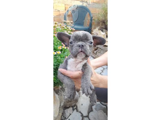French bulldog Blue