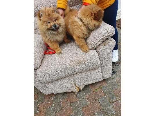 PoulaTo: Όμορφα κουτάβια Chow Chow