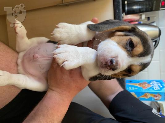 Εδώ παρουσιάζουμε τα υπέροχα κουτάβια μας Beagle έτοιμα...