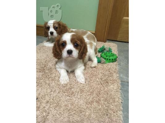 Cavalier βασιλιάς Charles Spaniel για Rehoming