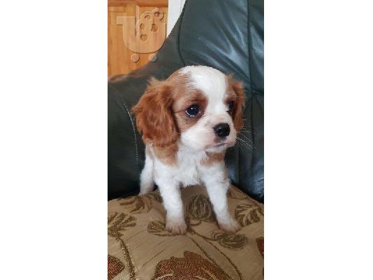 King of Cavaliers Charles κουτάβια.