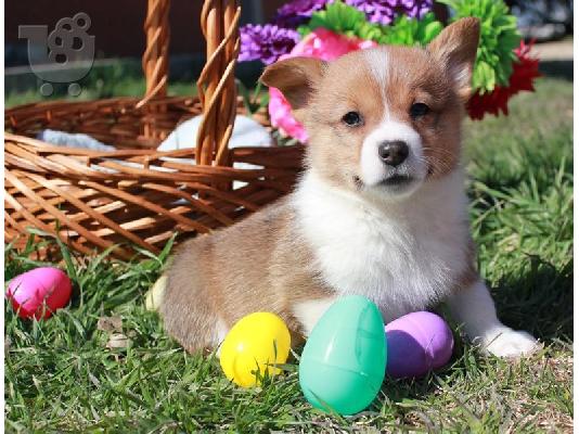 corgi