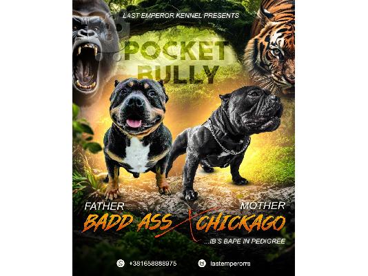 PoulaTo: Pocket Micro American Bully κουτάβια