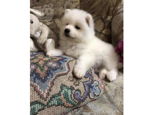 PoulaTo: Πώληση κουτάβια Samoyed.