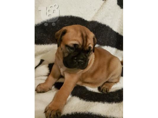 PoulaTo: Αγγλικά Bull Mastiff κουτάβια