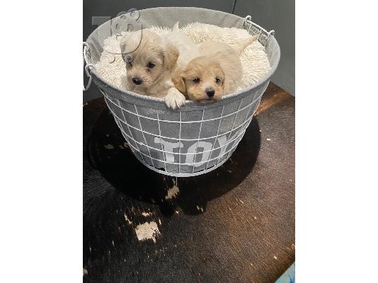 Πώληση Maltipoo Puppys
