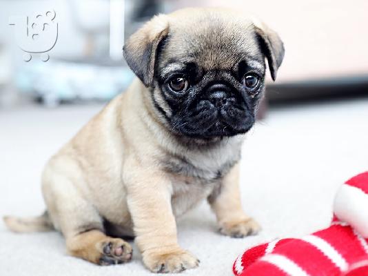PoulaTo: Pug