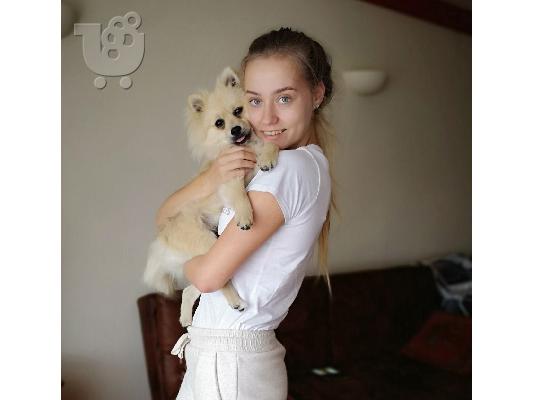 PoulaTo: Ανήσυχο γενεαλογικό Pomeranian Puppy έτοιμο για υιοθεσία!