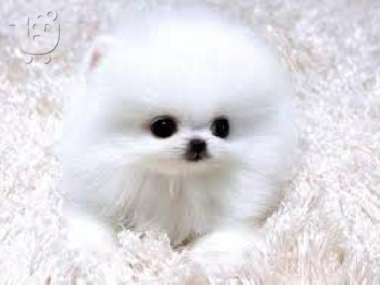 Υγιή έθεσε Pomeranian κουτάβια διαθέσιμα