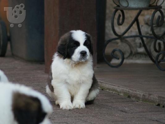 PoulaTo: Διαθέσιμα κουτάβια Saint Bernard
