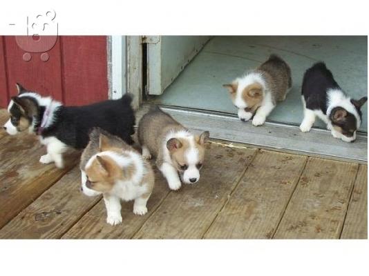 PoulaTo: Pembroke Corgi