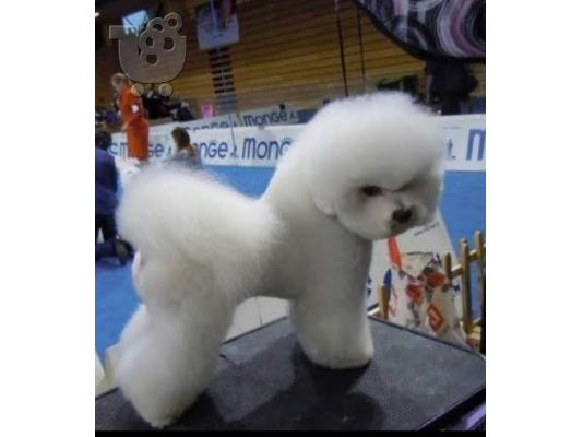 Bichon Frize κουτάβια