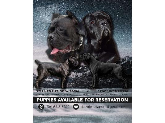 Cane Corso κουτάβια προς πώληση