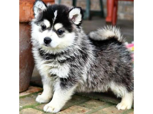 υπέροχο pomsky έτοιμο για υιοθέτηση