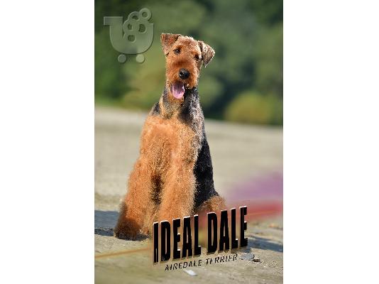 Airedale Terrier ΟΜΟΡΦΑ κουταβάκια