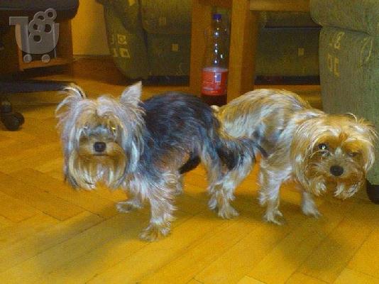 Yorkshire Terrier Καθαροαιμα κουτάβια ευκαιρία 6988190151 ΑΘΗΝΑ...
