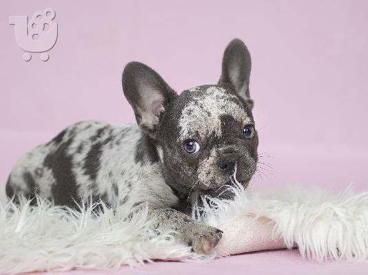 PoulaTo: French bulldog merle