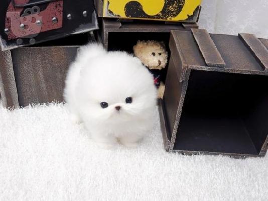 PoulaTo: pomeranian κουτάβια