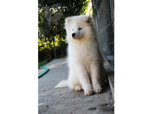 Samoyed κουτάβια