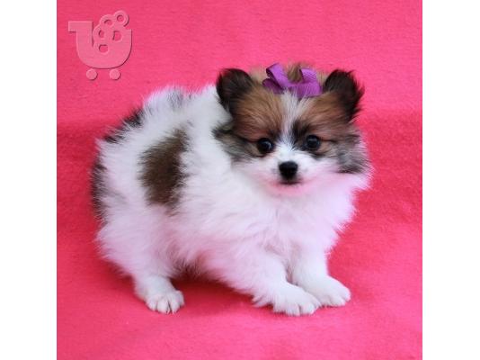 PoulaTo: Spitz mini tricolor