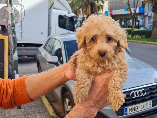 PoulaTo: Poodle apricot mini - Κανίς βερυκοκί μίνι