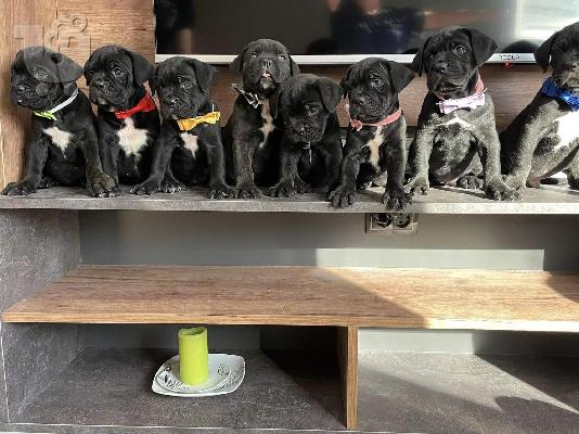 Cane Corso κουτάβια