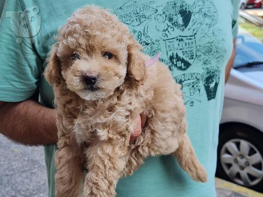 PoulaTo: Poodle mini cream - Κανίς μίνι μέγεθος κρεμ χρώμα