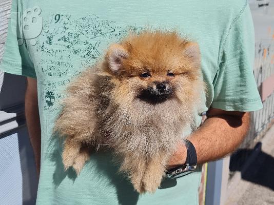 PoulaTo: Pomeraniam puppy mini size