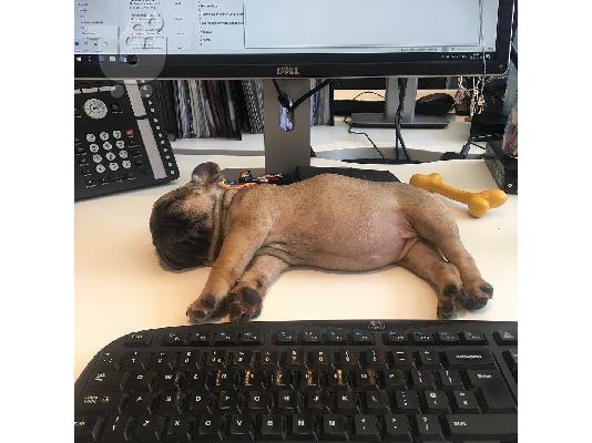 PoulaTo: Cachorros de bulldogge francés