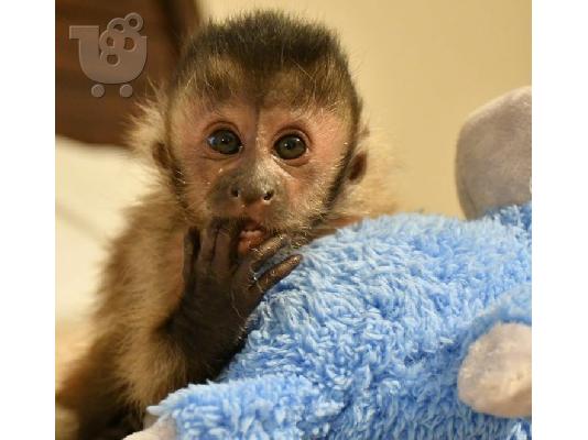 Ómorfi maïmoú Capuchin for Adoption steílte mas mínyma sto