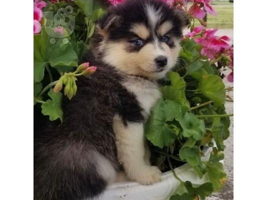 PoulaTo: Λατρευτά κουτάβια Pomsky προς πώληση.