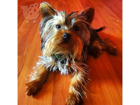 PoulaTo: Yorkshire terrier mini