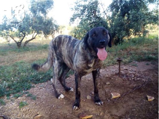 PoulaTo: Πωλειται κανγκαλ