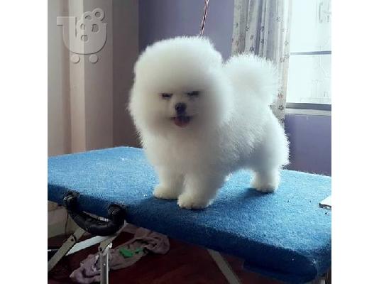 Ένα υπέροχο Pomeranian ψάχνει για ένα νέο σπίτι Έχουμε ένα ωραίο...