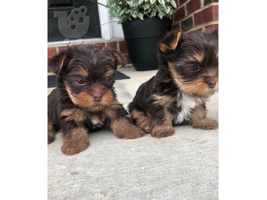 PoulaTo: Μικρή Yorkie