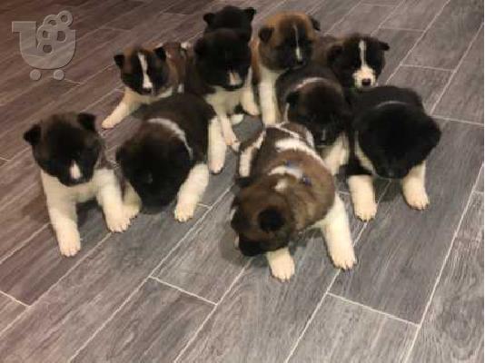 PoulaTo: ΚΑΤΑΠΛΗΚΤΙΚΑ ΥΠΗΡΕΣΙΑ ΑΚΙΤΑ PUPPIES SVSILABLE