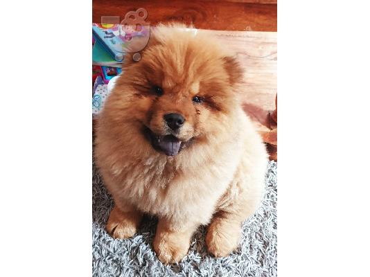 όμορφο κουτάβι chow chow