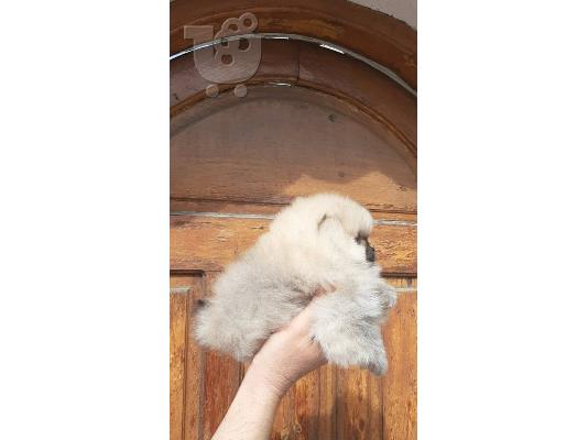 Pomeranian Boo type - Πομεράνιαν μπου