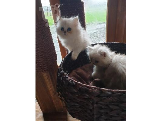 Εγγεγραμμένοι όμορφοι πασιένους chinchilas Kitten Gccf
