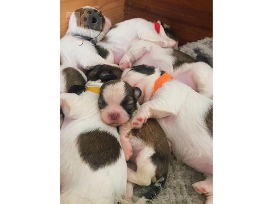 Όμορφα κουτάβια Shih Tzu X Malshi προς πώληση