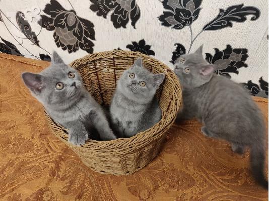 φοβερά γατάκια shorthair για υιοθεσία
